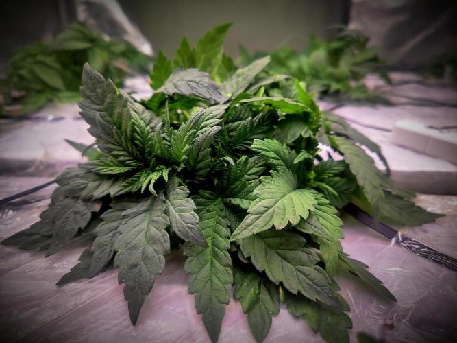 MORE THAN HARVEST. Week 4 - smetak nebo-li metla