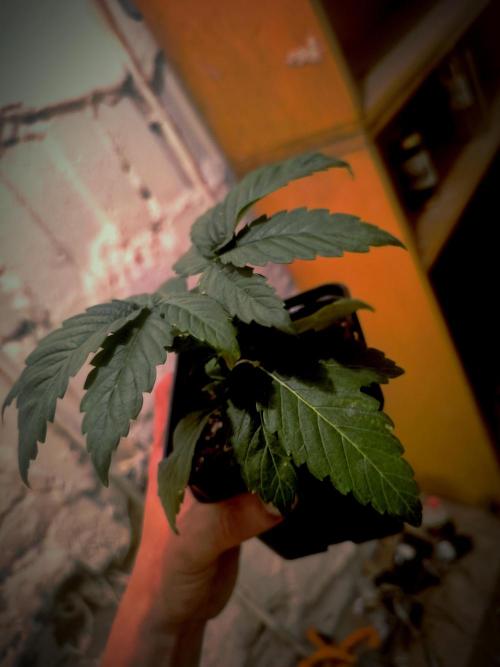 ROUND2,FIGHT!attempt at a mother plant. Week 3
