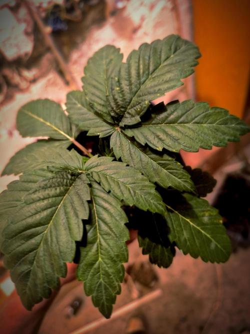 ROUND2,FIGHT!attempt at a mother plant. Week 3