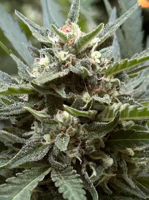 Jack Herer auto. Week 8