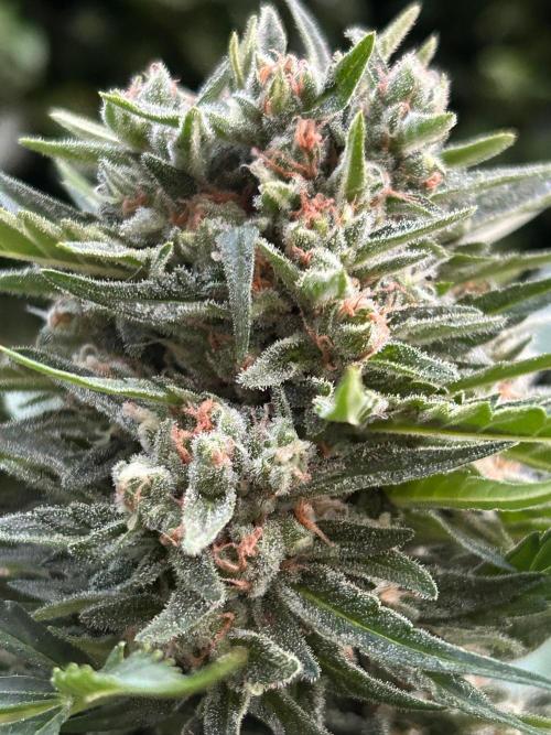 Jack Herer auto. Week 8