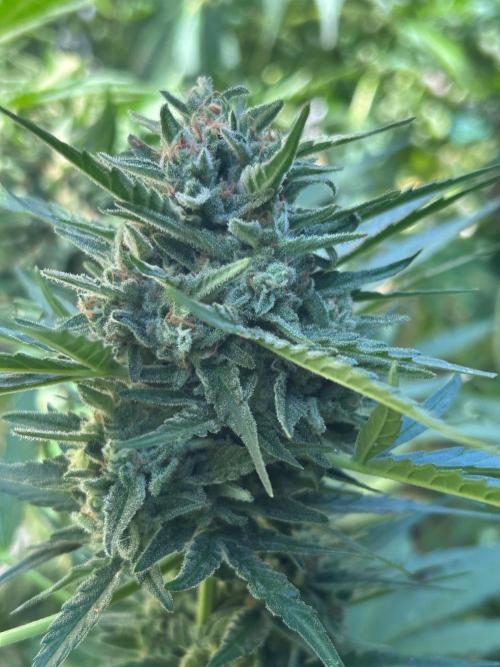 Jack Herer auto. Week 8