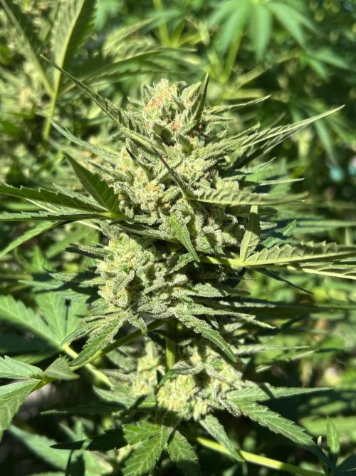 Jack Herer auto. Week 8