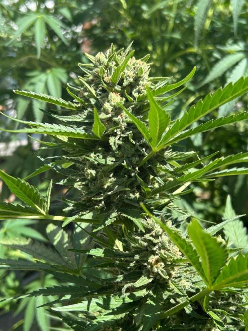 Jack Herer auto. Week 8
