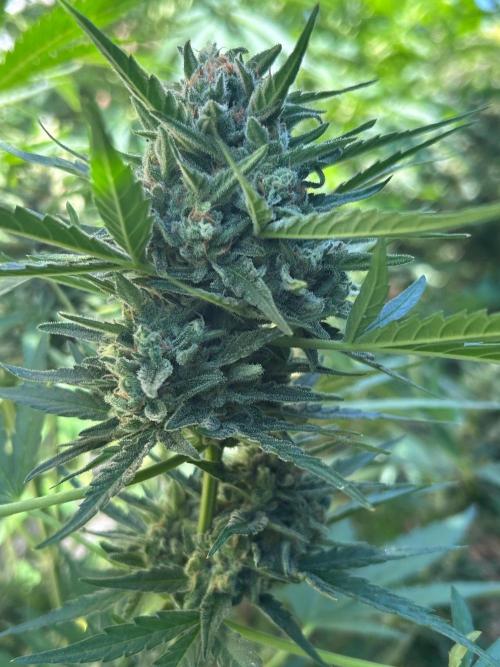 Jack Herer auto. Week 8