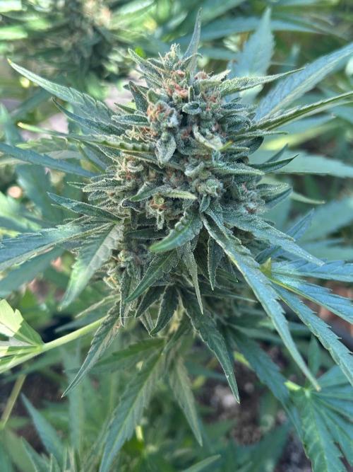 Jack Herer auto. Week 8