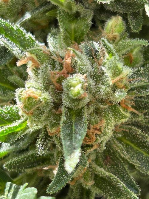 Jack Herer auto. Week 8