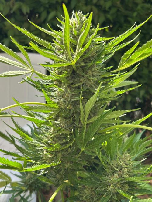Jack Herer auto. Week 8