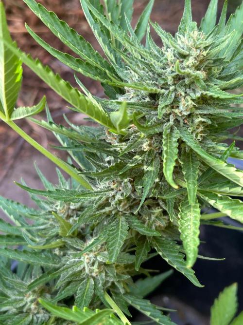 Jack Herer auto. Week 8