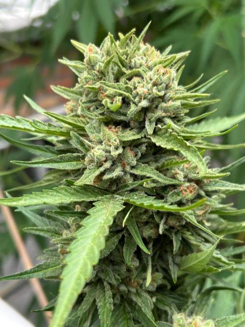 Jack Herer auto. Week 8