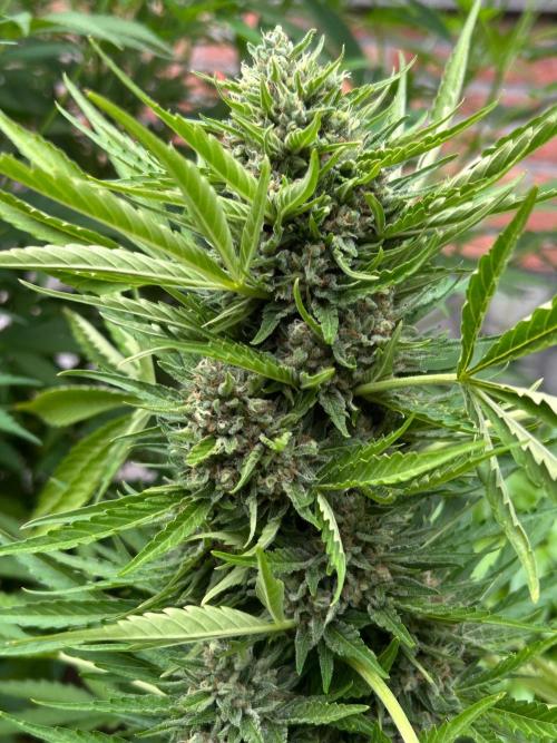 Jack Herer auto. Week 8