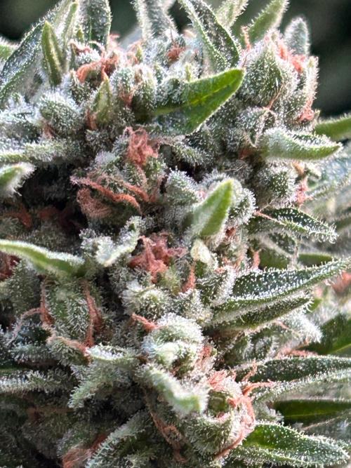 Jack Herer auto. Week 8