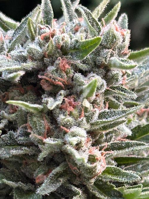Jack Herer auto. Week 8