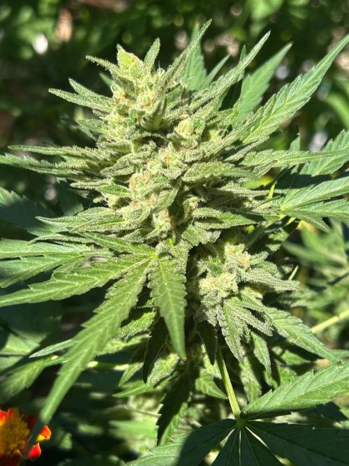 Jack Herer auto. Week 8