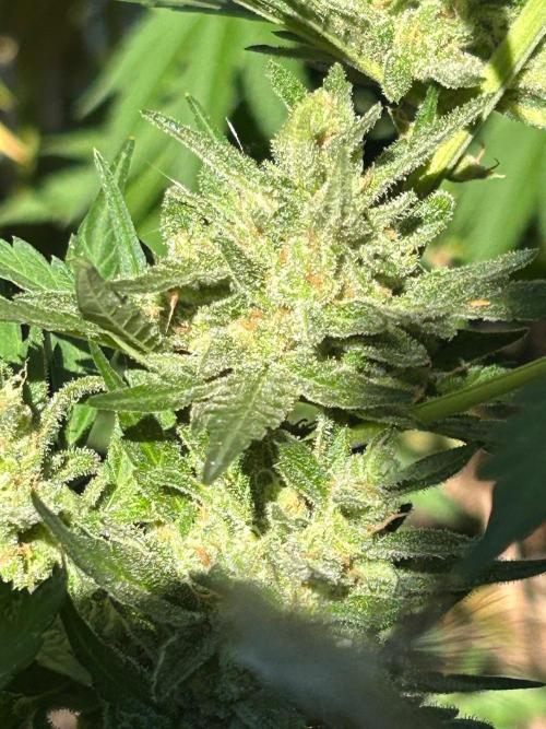 Jack Herer auto. Week 8