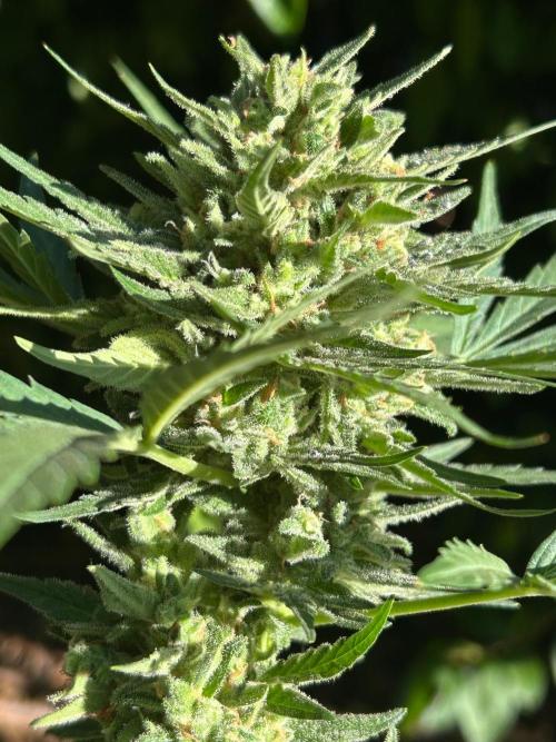 Jack Herer auto. Week 8