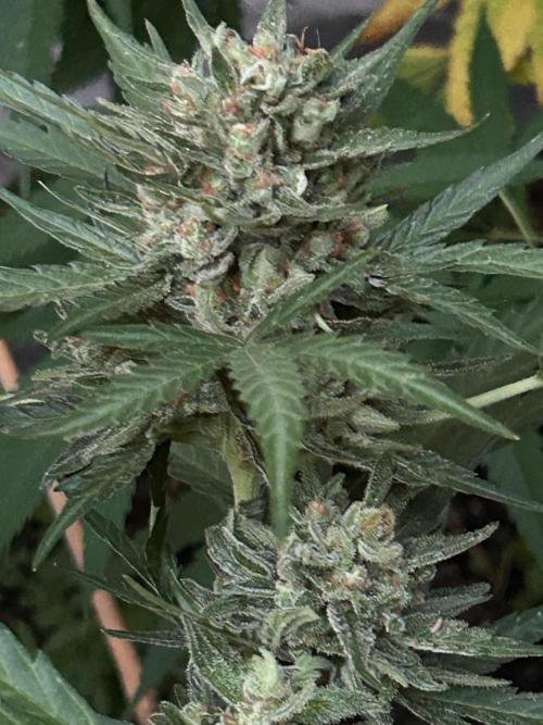 Jack Herer auto. Week 8