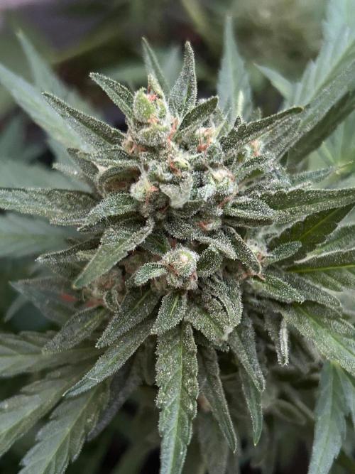 Jack Herer auto. Week 8