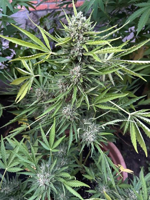 Jack Herer auto. Week 8