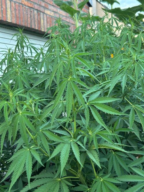 Strawberry Cola Sherbet. Week 1