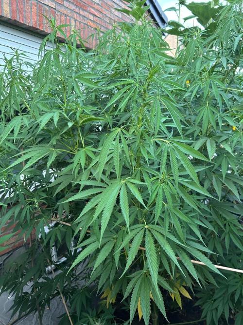 Strawberry Cola Sherbet. Week 1
