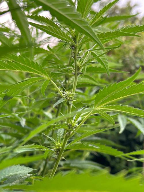 Strawberry Cola Sherbet. Week 1