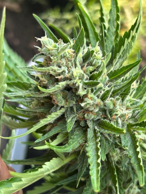 Jack Herer auto. Week 8