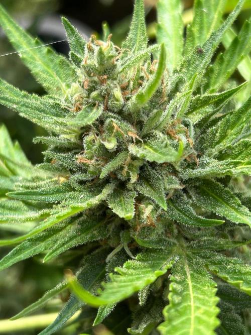 Jack Herer auto. Week 8