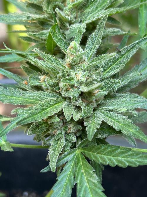 Jack Herer auto. Week 8