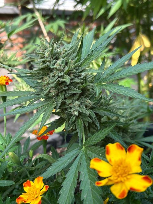 Jack Herer auto. Week 8