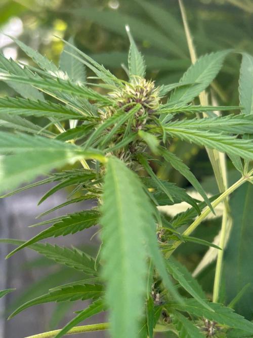 Strawberry Cola Sherbet. Week 3