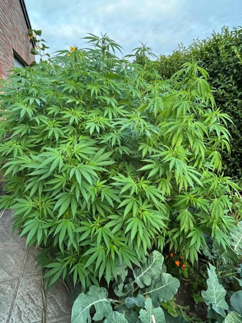 Jamaican Pearl. Week 1