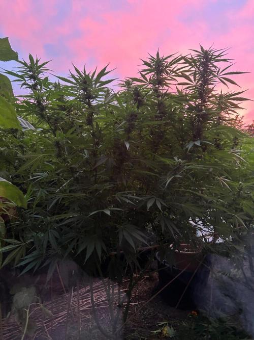 Strawberry Cola Sherbet. Week 4