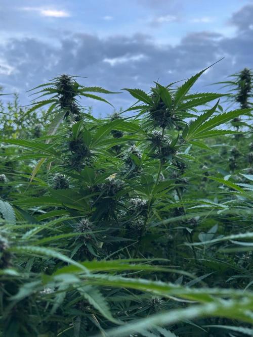Strawberry Cola Sherbet. Week 5
