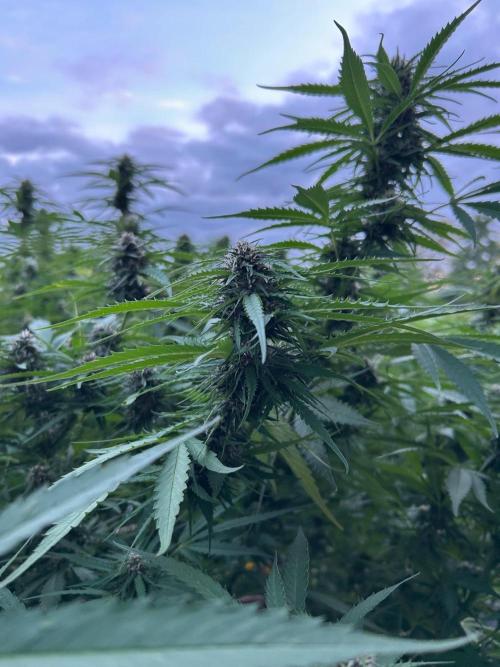 Strawberry Cola Sherbet. Week 5