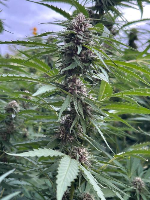 Strawberry Cola Sherbet. Week 5