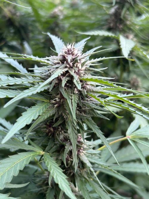 Strawberry Cola Sherbet. Week 5