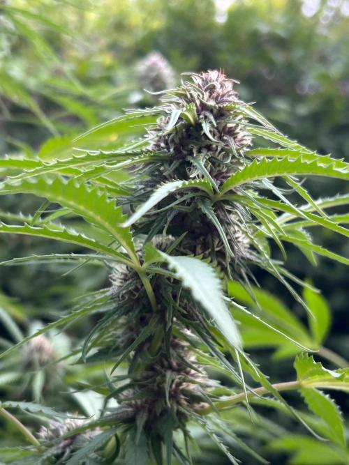 Strawberry Cola Sherbet. Week 5