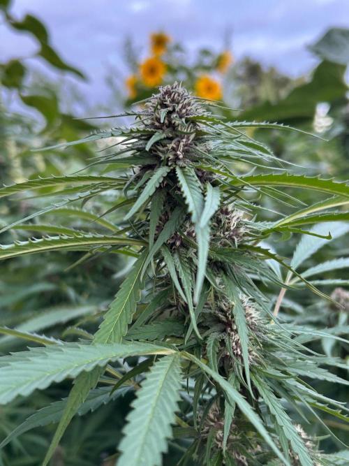 Strawberry Cola Sherbet. Week 5