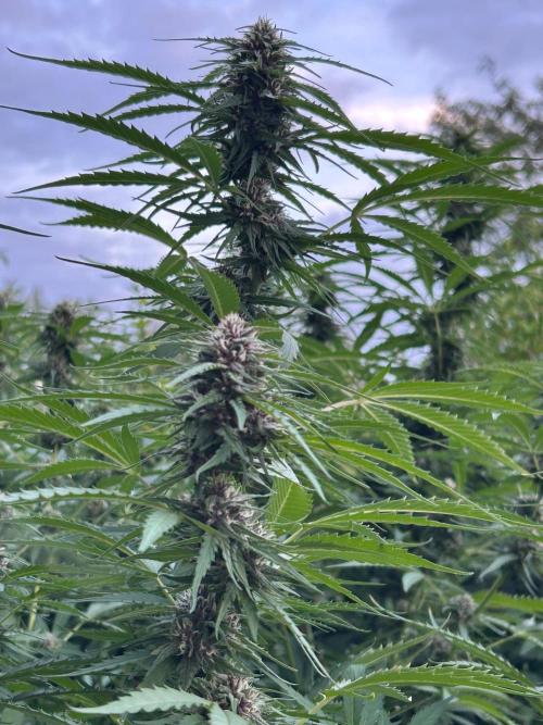 Strawberry Cola Sherbet. Week 5
