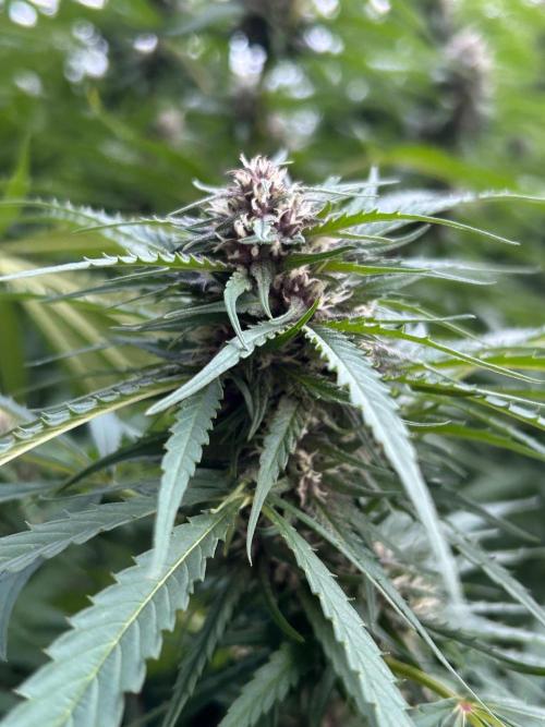 Strawberry Cola Sherbet. Week 5