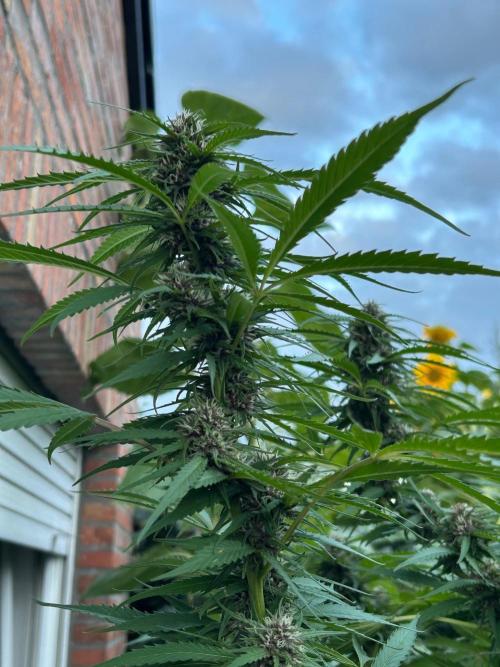 Strawberry Cola Sherbet. Week 5