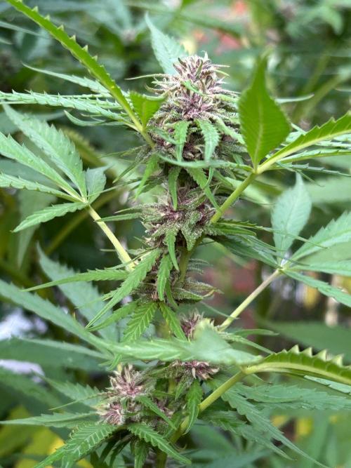 Strawberry Cola Sherbet. Week 6