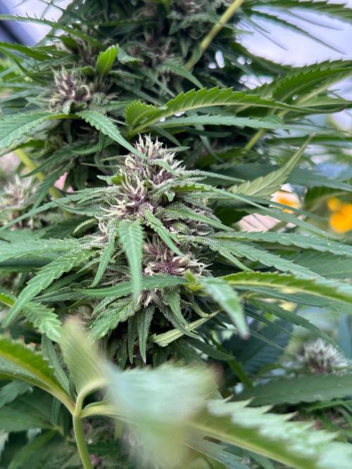 Strawberry Cola Sherbet. Week 6