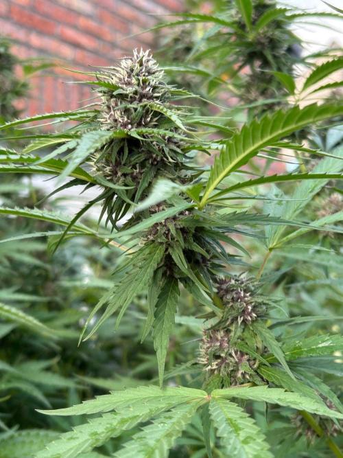 Strawberry Cola Sherbet. Week 6
