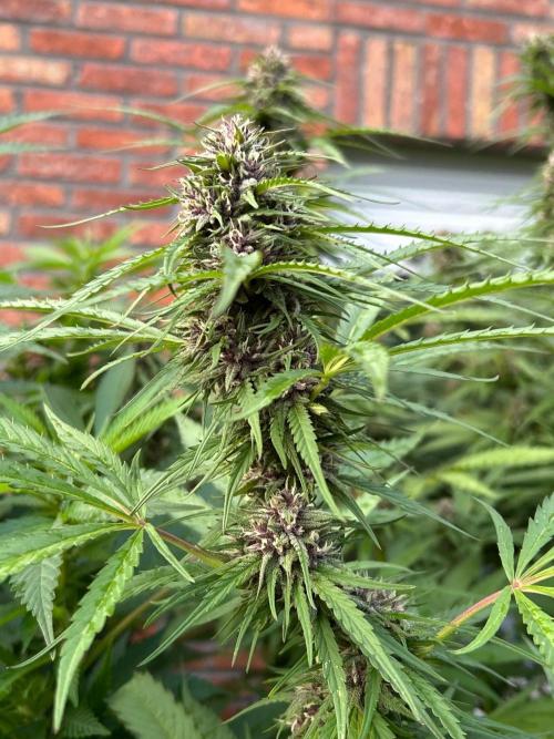 Strawberry Cola Sherbet. Week 6