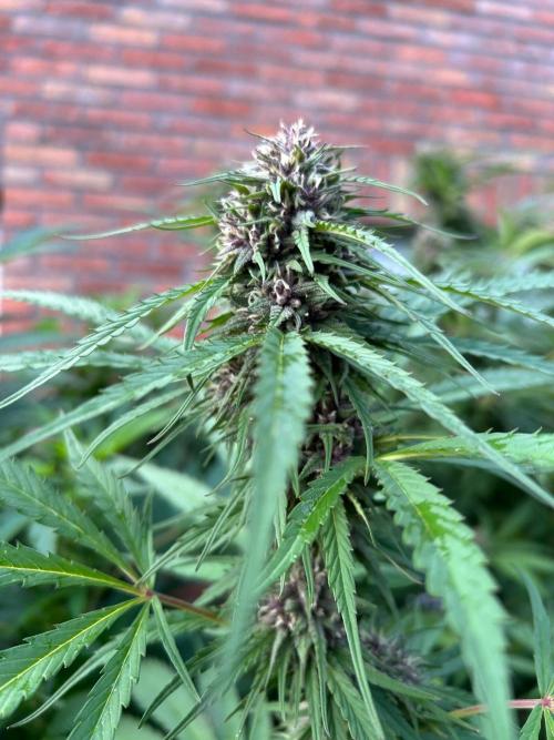 Strawberry Cola Sherbet. Week 6