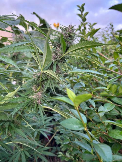 Strawberry Cola Sherbet. Week 6