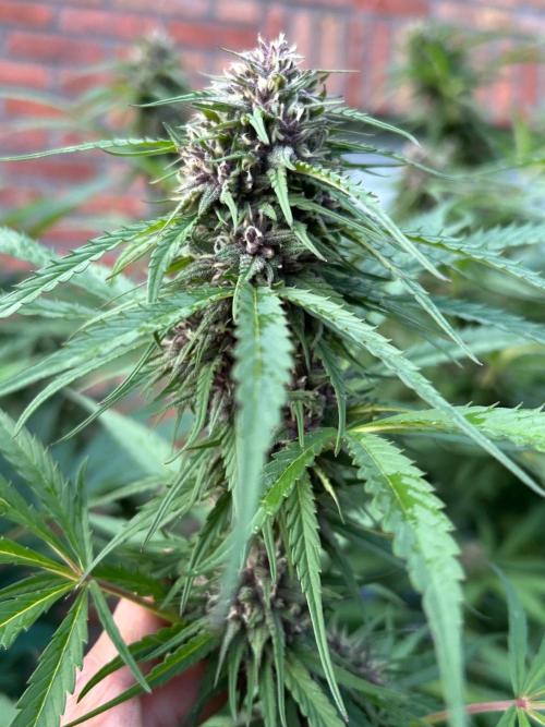 Strawberry Cola Sherbet. Week 6