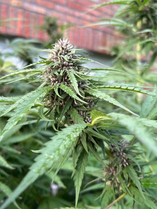 Strawberry Cola Sherbet. Week 6